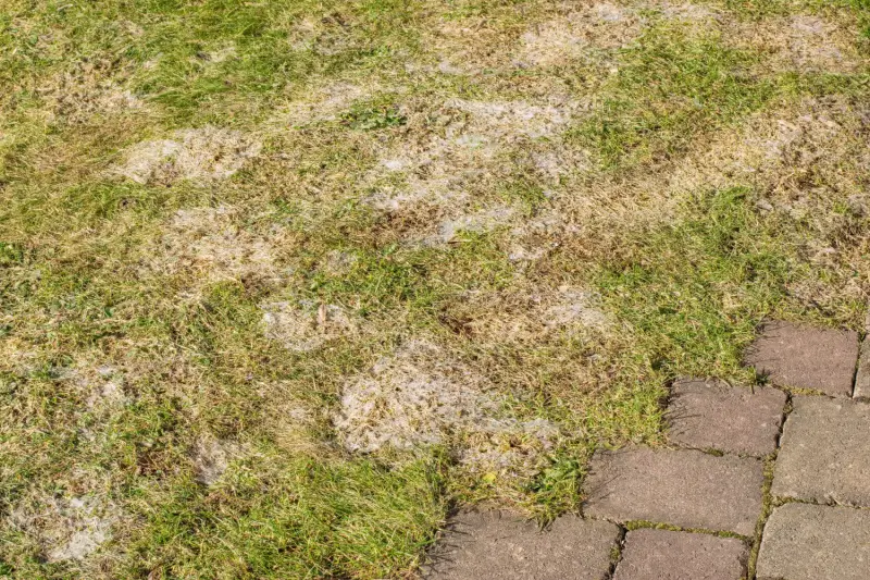 Snow mold on residential lawn in winter