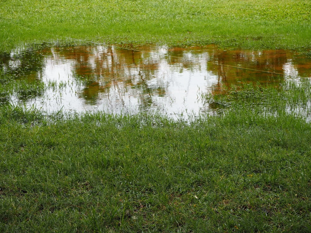 Pool of water on top of grass