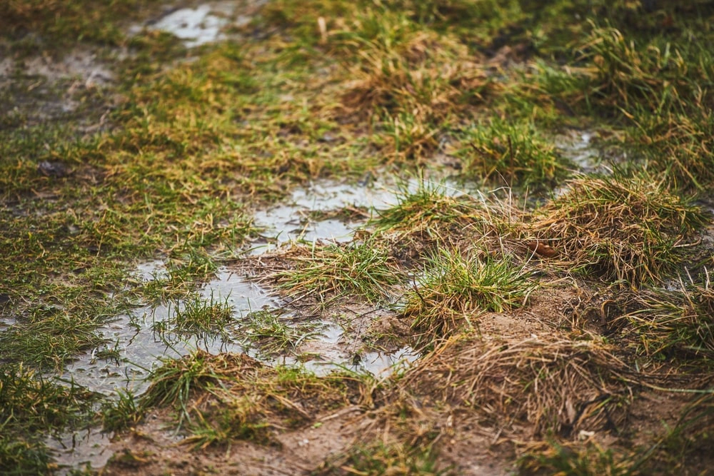 Standing water in grass