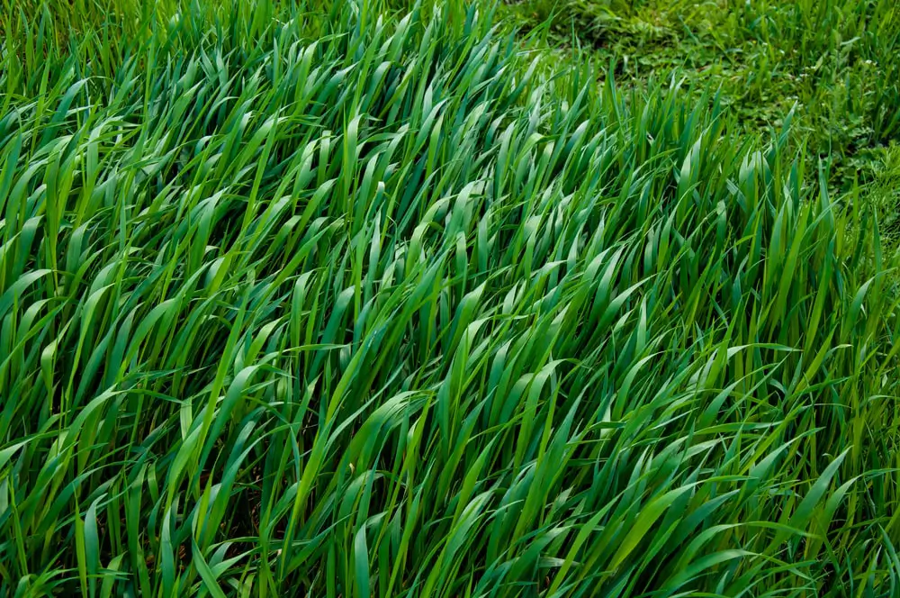 Residential lawn with tall grass