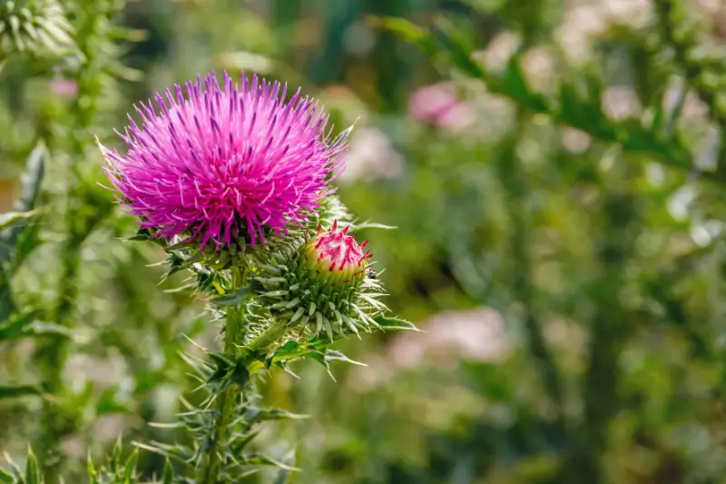 Thistle weed.