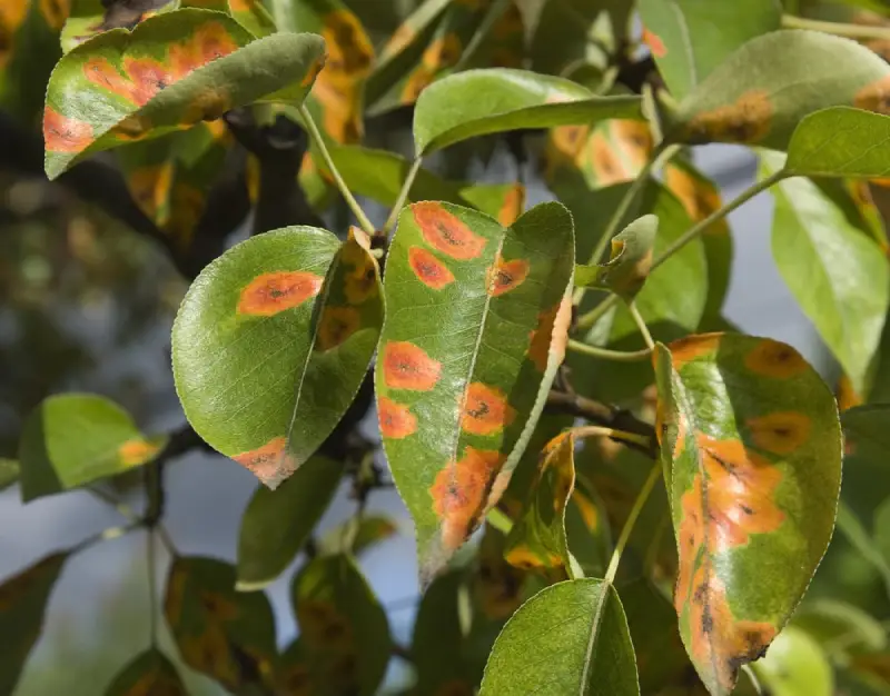 Tree leaves with disease