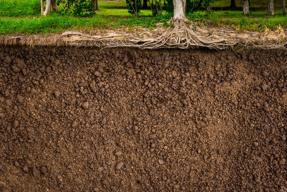 Tree root system in soil