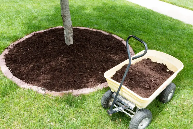Tree and wheelbarrow full of soil