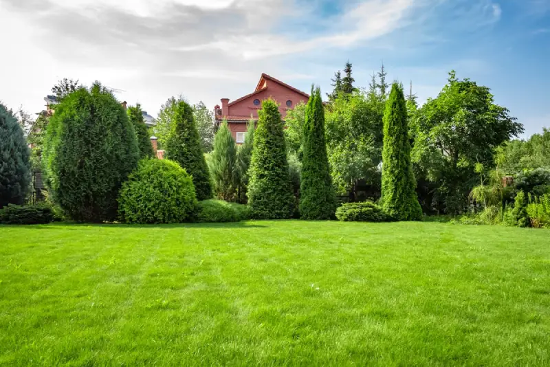 Trees in a spacious residential yard