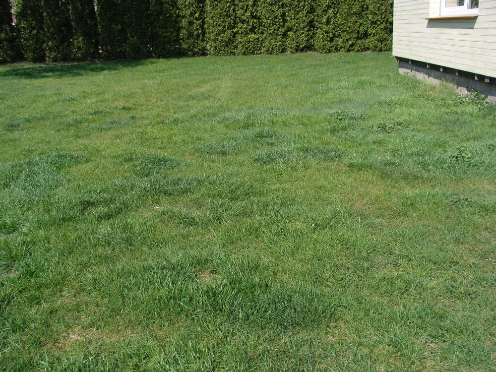Yard with uneven patches of grass