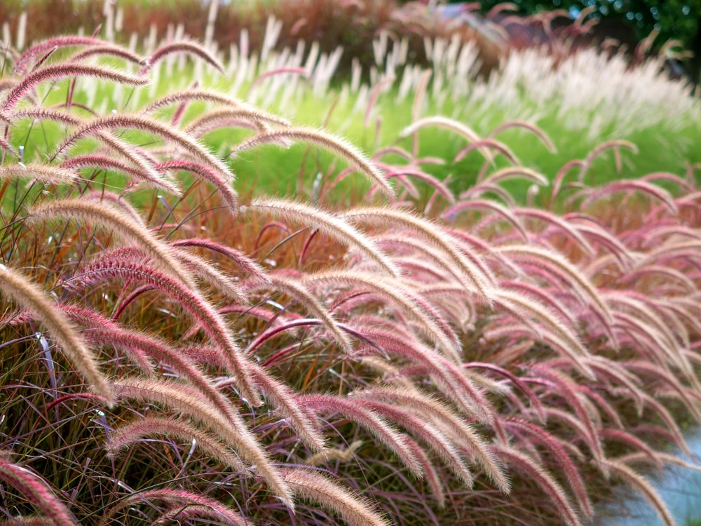 Warm season ornamental grass in landscape