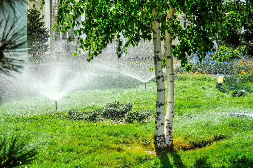 Birch trees being watered in residential yard