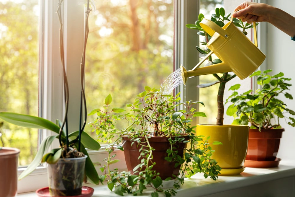 Indoor plants being watered in a window sill