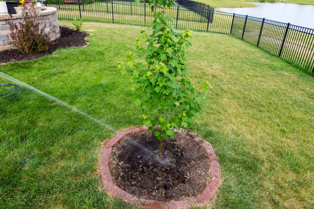 Newly planted maple tree getting water by hose