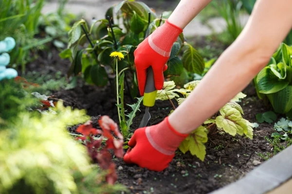Person wearing gardening gloves removing weeds using a gardening tool.