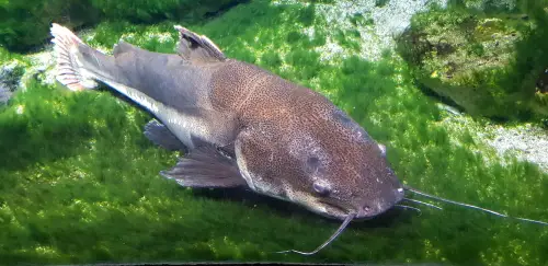 Catfish in a pond