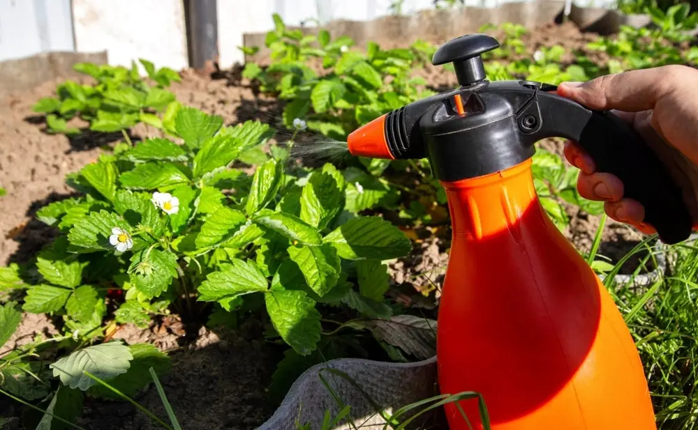 Landscaper spraying chemical fertilizer on plants
