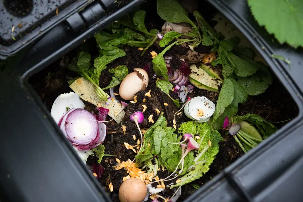 Food scraps in soil for compost