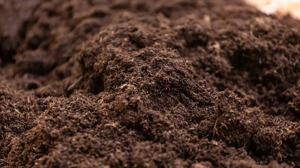 Fresh Soil mixed with compost