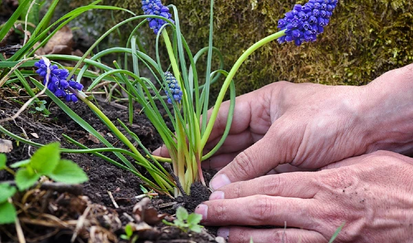 Person planting purple flowers
