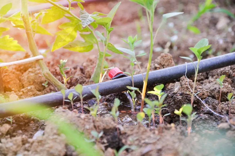 Drip irrigation system for vegetables