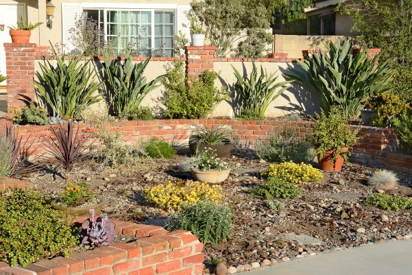 Drought-tolerant plants in a residential landscape