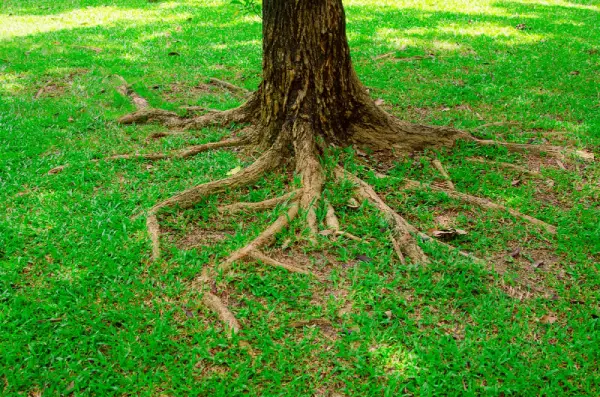 Tree roots above ground in the grass