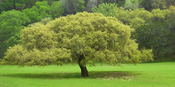 Tree incorporated in landscape