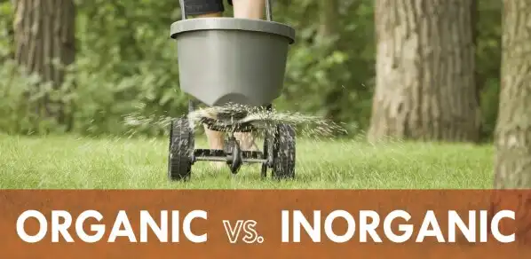 Text that reads organic vs inorganic in front of fertilizer being spread on lawn.