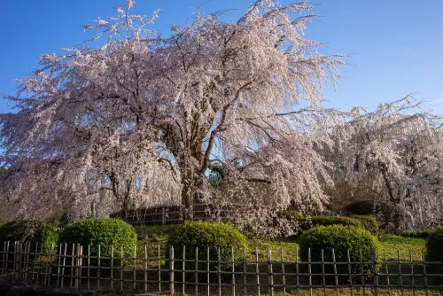 Flowering-Cherry-Tree