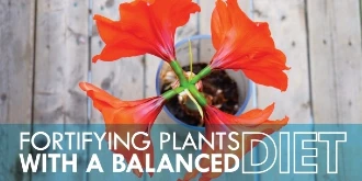 Red plant on porch with text: "Fortifying plants with a balanced diet"