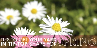 White flowers with text: "Tips to get your yard in tip-top shape for spring"