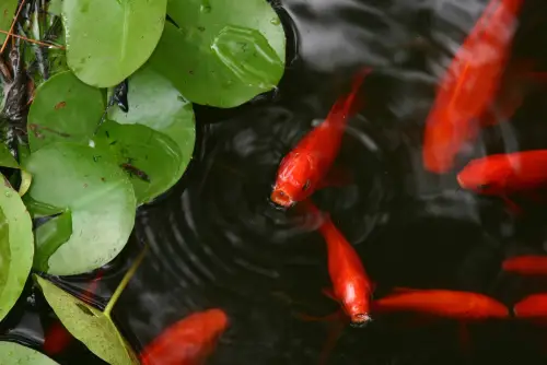 Goldfish in garden pond