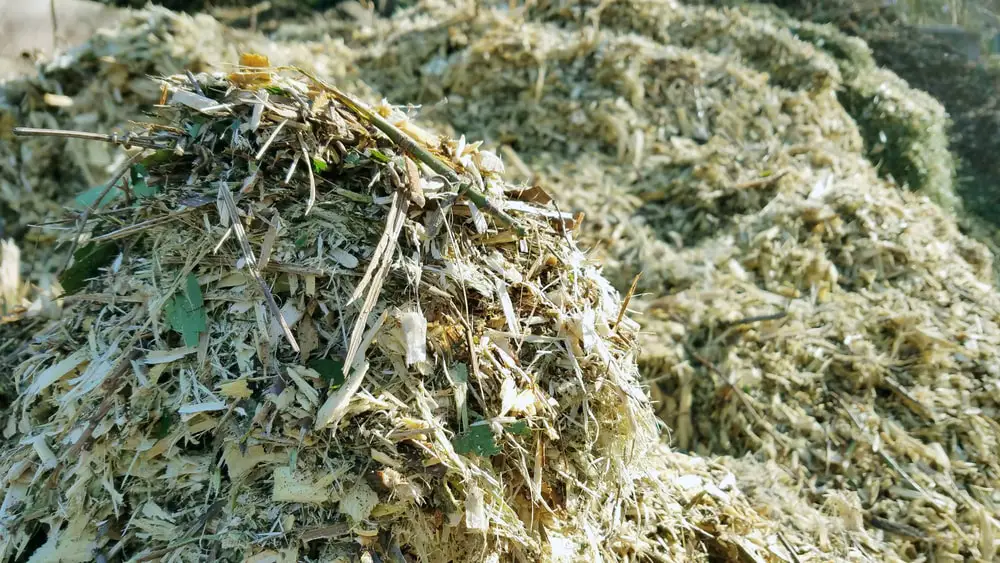 Pile of grass clippings for compost