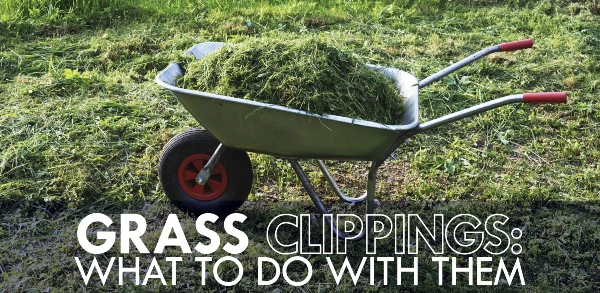 Grass clippings and what to do with them blog banner