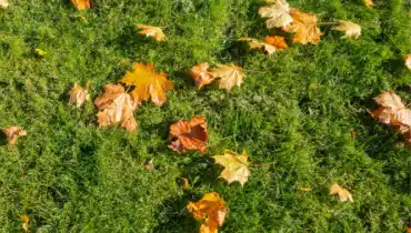 Green grass with oranges leaves.