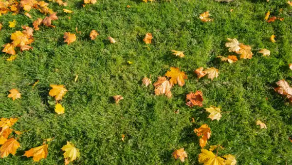 Green grass with oranges leaves.