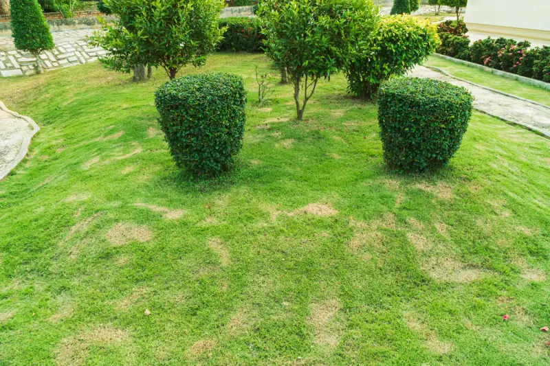 Residential lawn with dead grass.