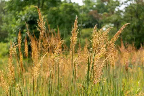 Indian-Grass