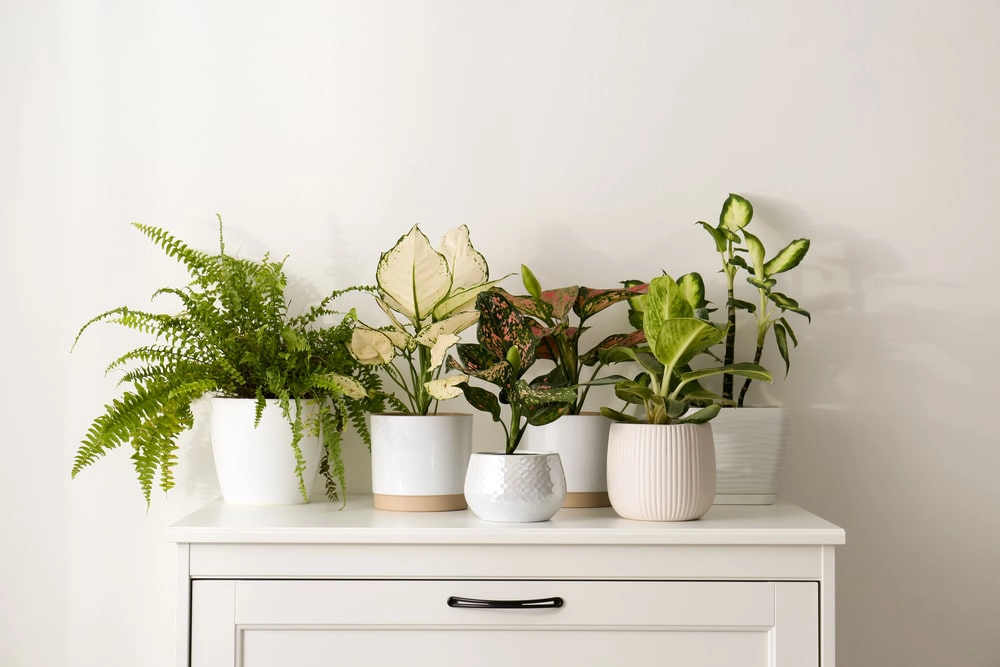Indoor plants on a table