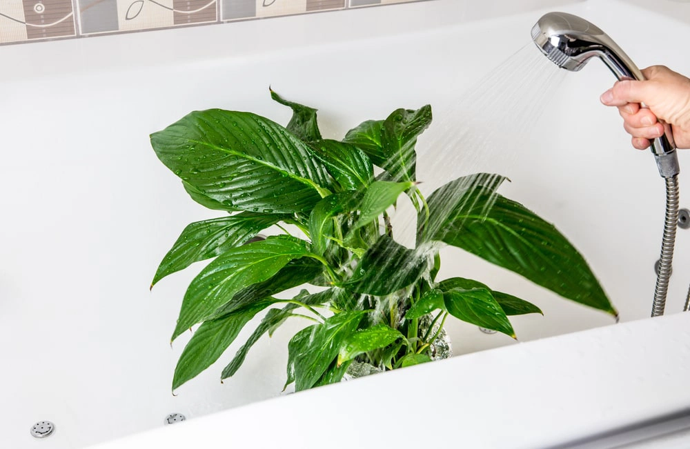 Indoor plant getting watered in a shower