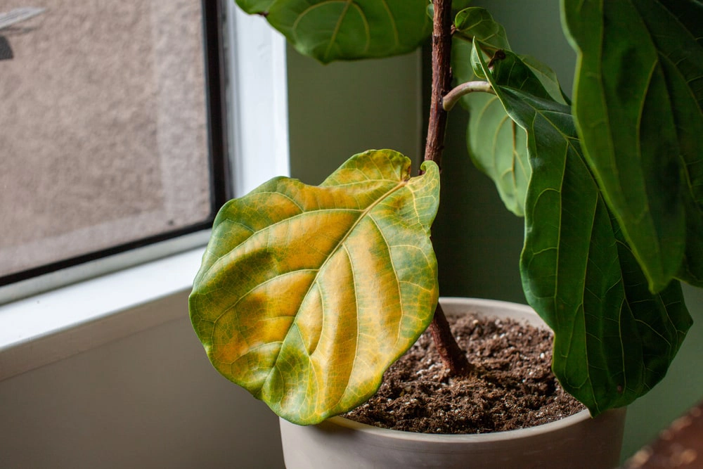 Indoor plant with yellow leaf