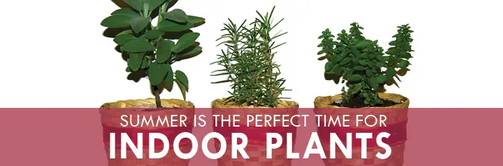 Summer is the Perfect Time for Indoor Plants.