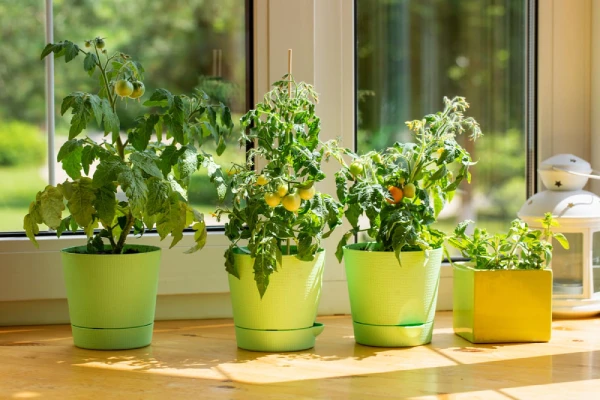 Herbs in an indoor kitchen garden