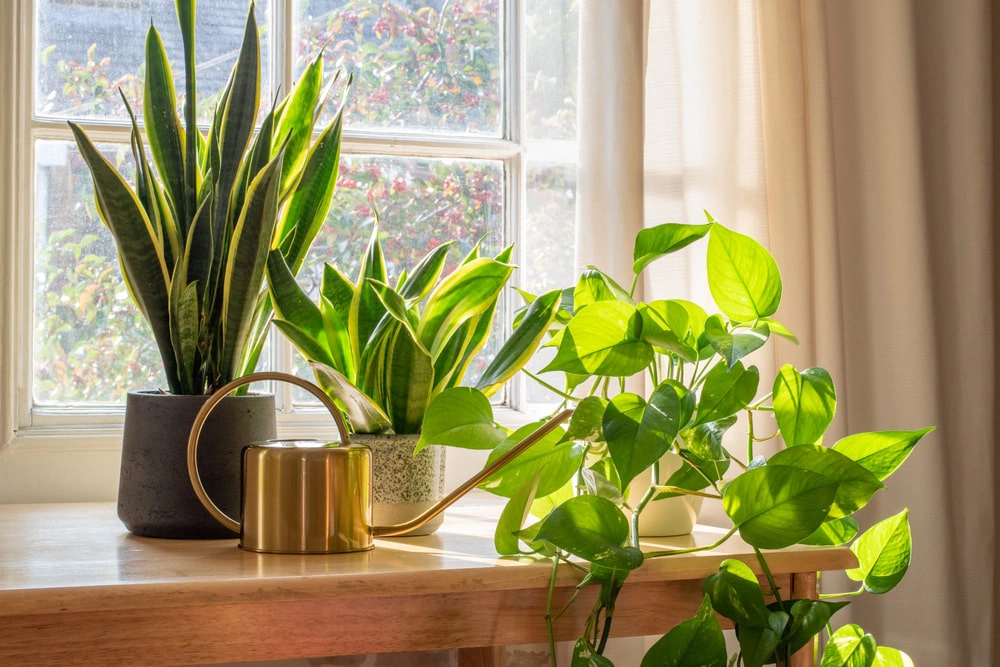 Indoor plants getting sunlight on a window sill