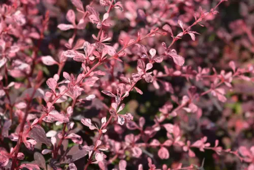 Japanese-Barberry