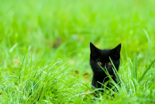Kitten playing in grass