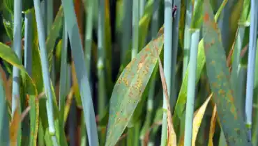 Blades of grass with lawn rust disease.