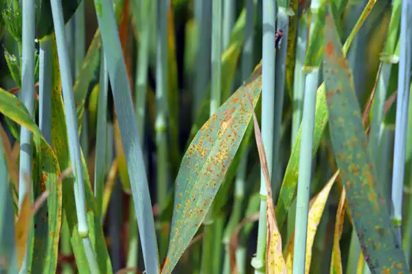 What Is Lawn Rust? | Treatment & Prevention | The Grounds Guys