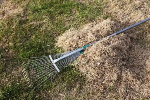 Rake on top of lawn thatch.
