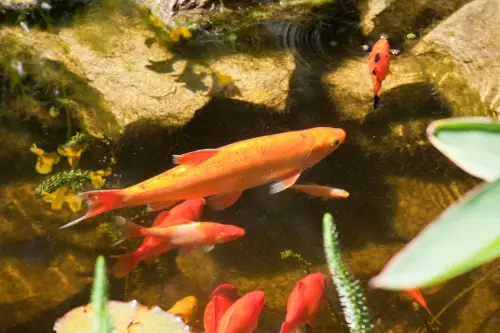 Golden orfe fish in pond
