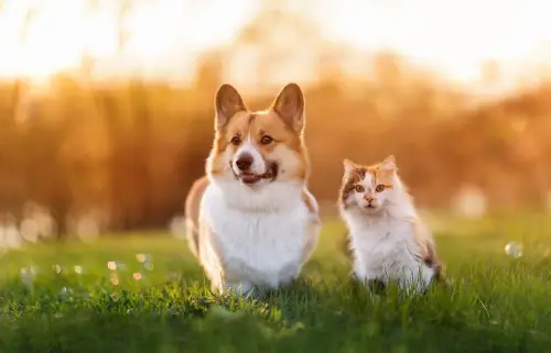 Dog and cat on grass