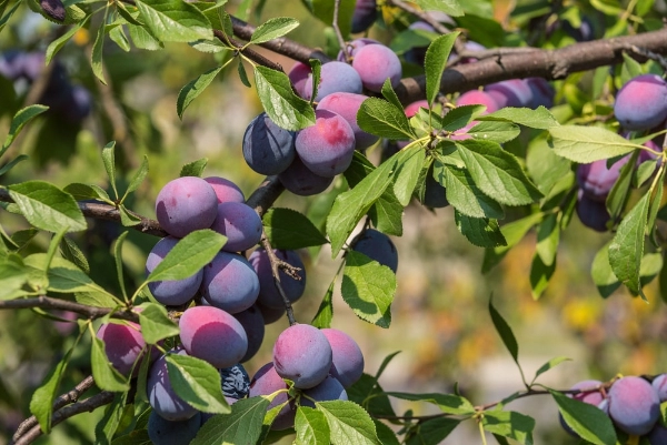 Plums growing on a tree