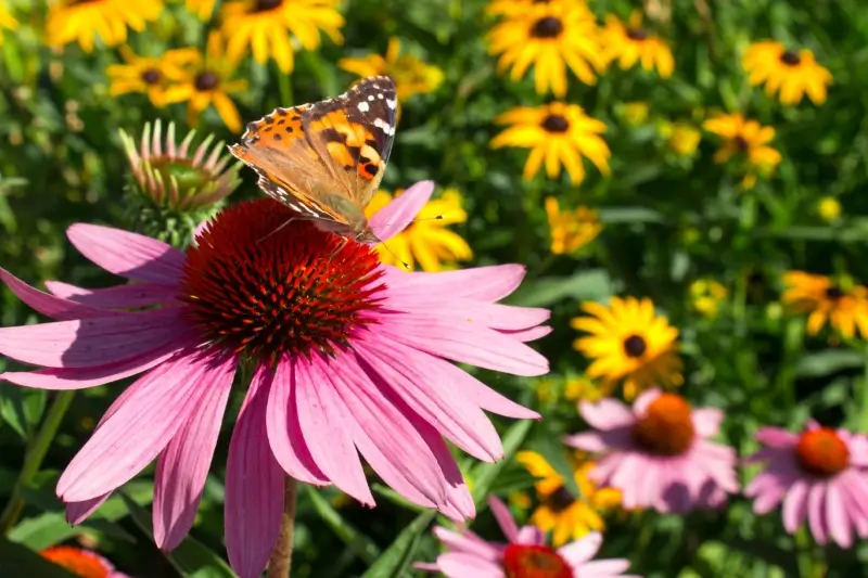 Butterfly on a flower in a garden.